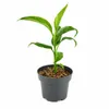 Musa basjoo 30–50 cm – Winterharte Japanische Faserbanane, Produktbild-Vorschau 4