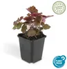 Piante tappezzanti - Heuchera 'Palace Purple' - 9 cm di Anteprima dell’immagine prodotto 2