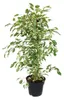 Ficus benjamini - sada 3 kusu - Anastasia - Twighlight - Náhled obrázku produktu 4