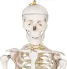 Jago® Menschliches Anatomie Skelett 181.5 cm - inkl. Produktbild-Vorschau 2