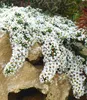 BALDUR Garten 1x Winterharter Bodendecker Steinaster Produktbild-Vorschau 1