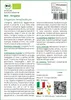 SAFLAX  -- Origano - 1500 semi - Con substrato - Origanum Anteprima dell’immagine prodotto 3