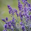 Lawenda wąskolistna - 12 szt - Lavandula angustifolia - Podgląd zdjęcia produktu 4