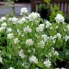 Philadelphus 'Lemoinei' - Duftjasmin, Pfeifenstrauch 60- 80 Produktbild-Vorschau 1