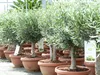 Olivenbaum Bonsai 70 - 90 cm Formgehölz, Olive winterhart, Produktbild-Vorschau 4