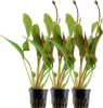 Aquarium Pflanze 3 Stück Echinodorus 'Red Diamond' AquaOne Produktbild-Vorschau 1