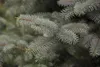 Picea pungens 'Blue Diamond', Blaufichte, 25–30 cm Produktbild-Vorschau 1