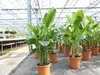 Strelitzia Strelitzie weiß Augusta 160 - 180 cm, Produktbild-Vorschau 2