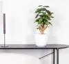 Bloomique - Polyscias Fabian - Aralie - Zimmerpflanzen - Produktbild-Vorschau 2
