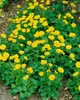 Doronicum orientale 'Little Leo', Gämswurz, gelb, ca. 9x9 Produktbild-Vorschau 1