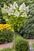 Hydrangea paniculata 'Pinky Winky', Rispenhortensie, Produktbild-Vorschau 10