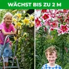Lilien Zwiebeln Winterhart Mehrjährig - Riesen Lilien Baum Produktbild-Vorschau 3