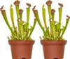 Bloomique - Lot de 2 - Sarracenia Juthatip Soper - Plante Voir les images du produit 1