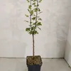 Malus 'Trilobata', manzano silvestre libanés, altura 80 cm, Vista previa de la imagen del producto 2