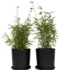 Two potted bamboo plants are shown against a white background. Produktbild-Vorschau