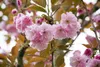 Prunus serrulata 'Kanzan', Japanische Blütenkirsche, rosa, Produktbild-Vorschau 8