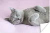 MuchoWow® Poster Graue Katze schläft auf rosa Teppich 90x60 Produktbild-Vorschau 1