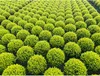 Bergilex Kugel FloraSelf Ilex crenata 'Glory Gem' Produktbild-Vorschau 3