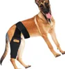 A German Shepherd dog wearing a black knee brace on its hind leg, isolated on a white background. Produktbild-Vorschau