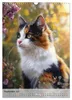 Katzen (Wandkalender 2027 DIN A3 hoch), CALVENDO Produktbild-Vorschau 12