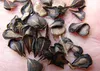 SAFLAX - duchovná rastlina - Aristolochia littoralis syn. Náhľad obrázku produktu 4