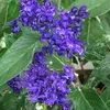 2 x  Bartblume  - Caryopteris clandonensis 'Heavenly Blue'  Anteprima dell’immagine prodotto 1