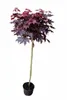 Acer Crimson "Sentry"- Rotblättriger Ahorn, Blutahorn,  Produktbild-Vorschau 1