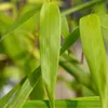 A close-up view of several green bamboo leaves, with some leaves in focus and others blurred in the background. Produktbild-Vorschau