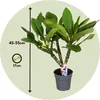 Plumeria czerwona Frangipani + pokarm roślinny - Wysokość Podgląd zdjęcia produktu 2