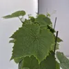 Weinrebe Dublin 2L Anteprima dell’immagine prodotto 4
