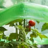 Tomaten Folien-Reifehaube 5 Stück Produktbild-Vorschau 3