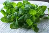 SAFLAX - Bio - Melisa - 1000 Nasiona - Melissa officinalis Podgląd zdjęcia produktu 8