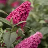 Buddleia Davidii Butterfly Candy ® Little Ruby PBR 2L Anteprima dell’immagine prodotto 1
