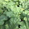 6 x Krauser Rhabarber - Rheum rhabarbarum  | Topf 9cm x 9cm Produktbild-Vorschau 2