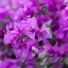 Bugenwilla - Bougainvillea 'Alexandra' - Wysokość 50-60cm - Podgląd zdjęcia produktu 3