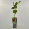 Weinrebe Dublin 2L Anteprima dell’immagine prodotto 7