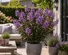 Lagerstroemia indica Rhapsody in Blue 40–60 cm – Violette Produktbild-Vorschau 1