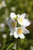 Philadelphus coronarius, Duftjasmin, weiß, 40–60 cm Produktbild-Vorschau 4