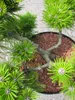 Pinus densiflora Low Glow - Formschnitt - Japanische Produktbild-Vorschau 3