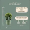 Plants by Frank | 2 Boules de houx du Japon |2 Ilex crenata Voir les images du produit 4