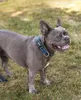 lionto Hundehalsband reflektierend, gepolstert & Produktbild-Vorschau 2