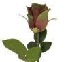 2474U Künstliche Rose Farbverlauf Grün-Lila 50 cm, edle Produktbild-Vorschau 3