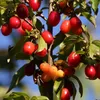 Corniolo commestibile 2L Anteprima dell’immagine prodotto 5