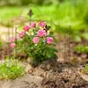 Relaxdays Tuteur pour plantes vivaces, support en 2 Voir les images du produit 3