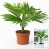 BALDUR Garten 1x Palme Livistona Rotundifolia, Pflanze im Produktbild-Vorschau 2