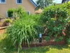 Beeteinfassung Weide - Steckzaun aus verflochtenen Produktbild-Vorschau 2