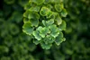Ginkgo biloba 'Troll', Fächerblattbaum, kompakt, 60–70 cm Produktbild-Vorschau 3