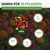 Zinnien Dahlienblütige Riesen, Mischung Samen - Zinnia Produktbild-Vorschau 3