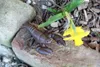 Gartenfigur Hummer Gusseisen antikbraun mit Metallfühlern Produktbild-Vorschau 3