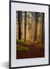 MuchoWow® Gerahmtes Poster Bäume - Natur - Wald 40x60 cm - Produktbild-Vorschau 1